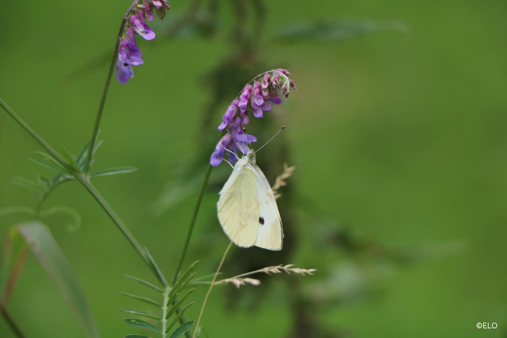 Papillon sur un arbre à papillon